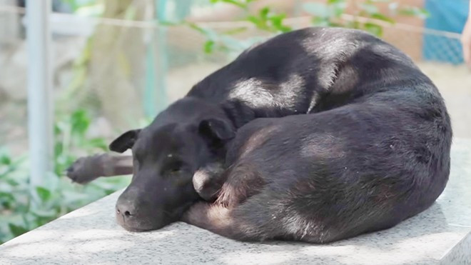 Dù nắng hay mưa, Mino đều nằm ở đây