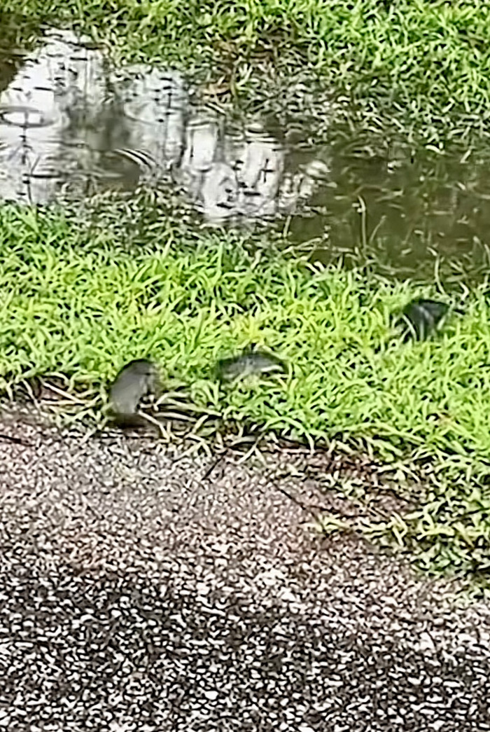 Sau một chặng đường vất vả, đàn cá đã thành công sang đến bờ bên kia.