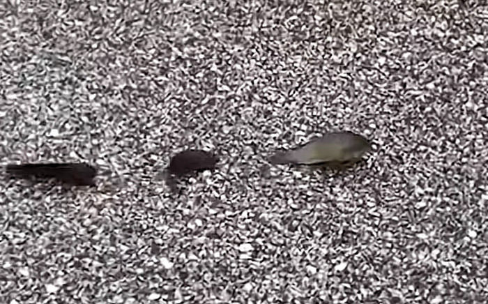 Đang chạy xe, chàng trai bỗng thắng gấp vì đàn cá đang bộ qua đường Ảnh 2