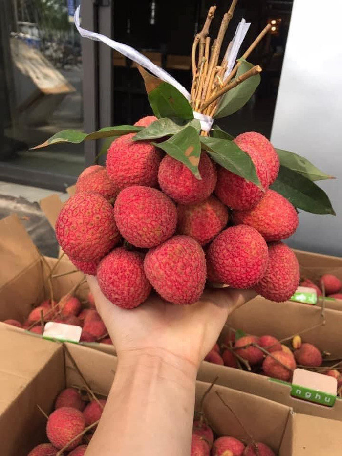 Năm nay người dân ở Phủ Cừ được mùa vải u trứng