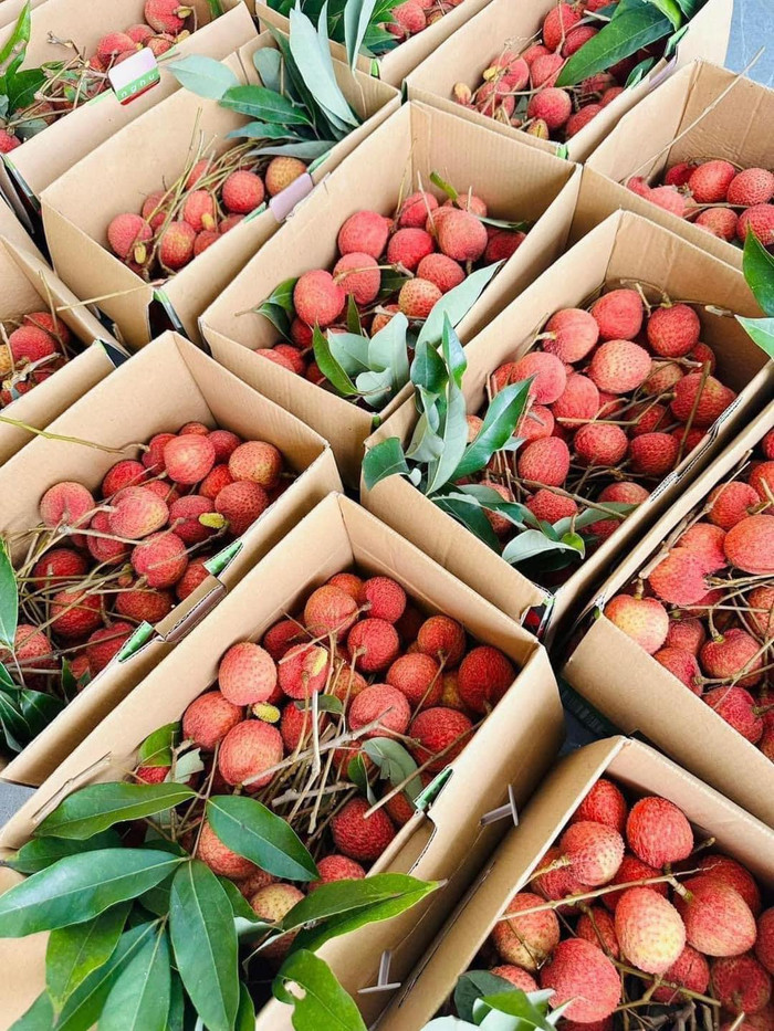 Vải u trứng chỉ có ở Phù Cừ của tỉnh Hưng Yên