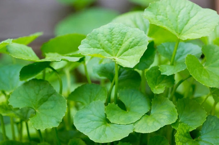 Loại rau mọc như cỏ dại trong vườn, không ngờ bổ ngang nhân sâm, tổ yến Ảnh 1