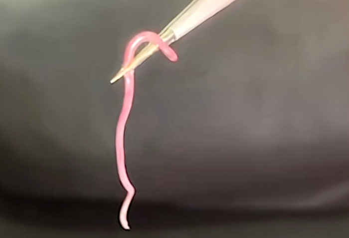 Rắn giun là loài &nbsp;rắn tí hon với lời đồn 'bị cắn là tử vong 100%' ở Việt Nam.