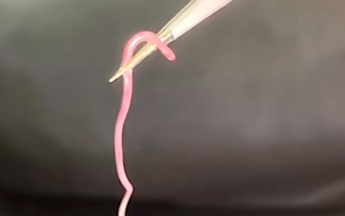 Đang nằm ngủ, bà bầu giật mình phát hiện loài rắn 'cắn một lần là đăng xuất' và sự thật đằng sau Ảnh 2