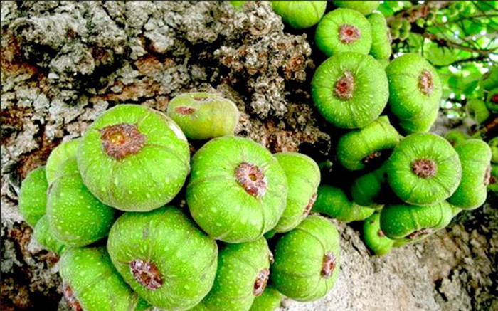 Loại quả xưa chín rụng đầy không ai ăn, giờ thành đặc sản nổi tiếng khắp nơi, 90.000 đồng/kg Ảnh 2