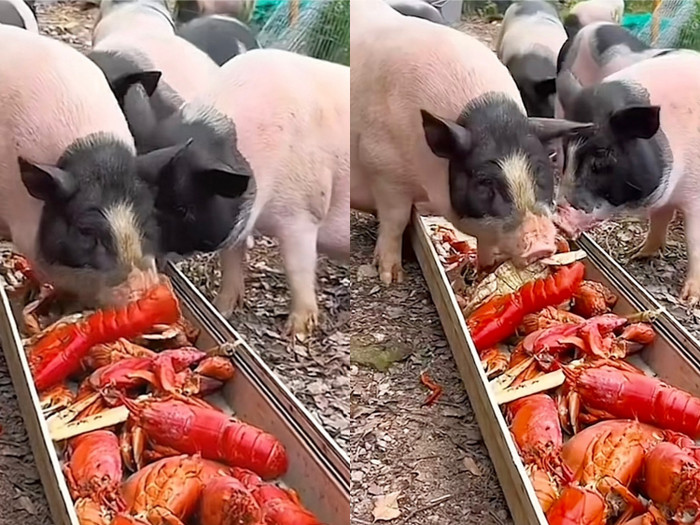 Bữa tiêc buffet hải sản của bầy lợn khiến cộng đồng mạng sốc ngang.