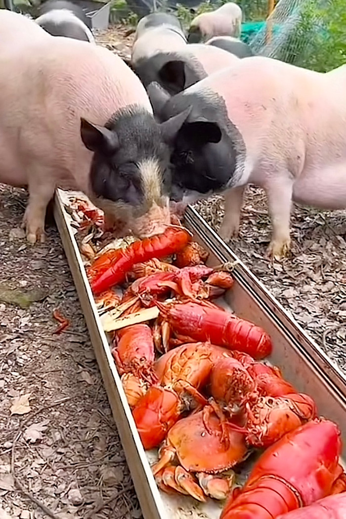 Ai nấy cũng đều trầm trồ trước bữa ăn của các chú lợn.