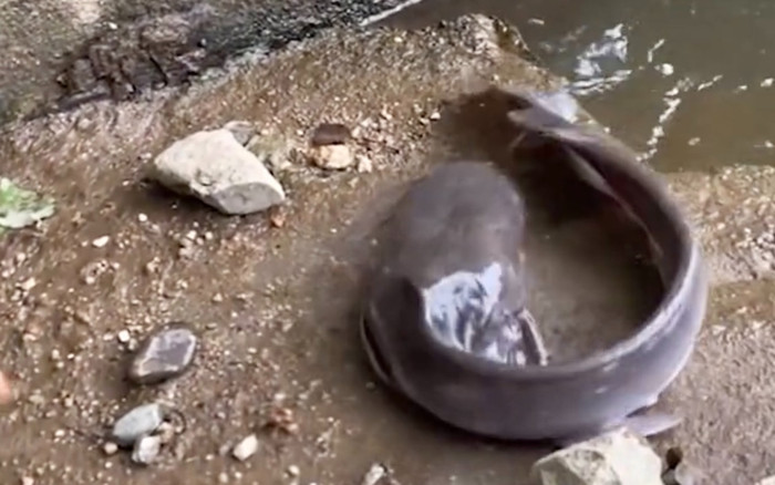 Câu được cá khủng, thanh niên bỗng 'buồn ngang' khi nhìn thấy con cá Ảnh 2