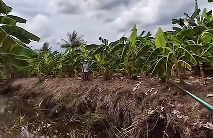 Bị chủ vườn phát hiện và dí chạy thục mạng.