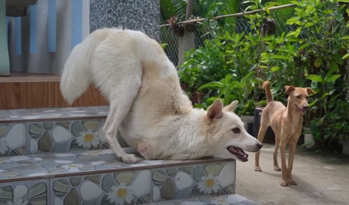 Chú chó hai chân đáng yêu