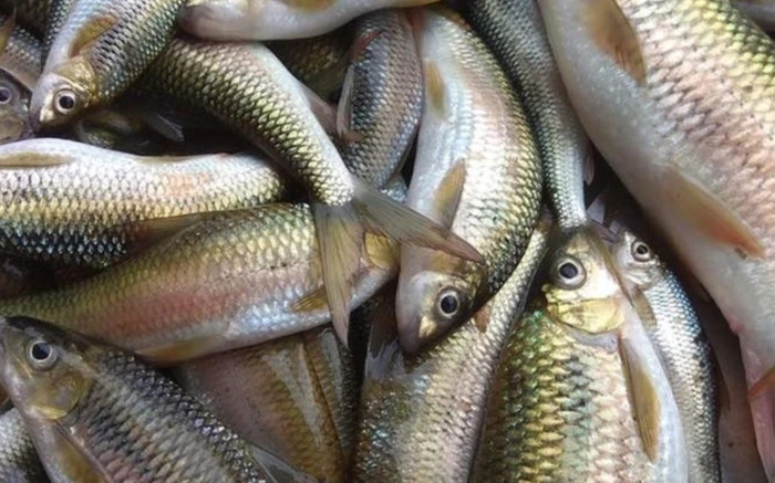 Loại cá xưa ít người biết, giờ thành đặc sản muốn mua phải đặt trước, 250.000 đồng/kg Ảnh 2