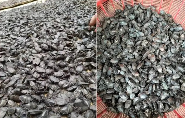 Bọ xít non khô có giá rất cao, có thời điểm đạt tận 8 triệu đồng.