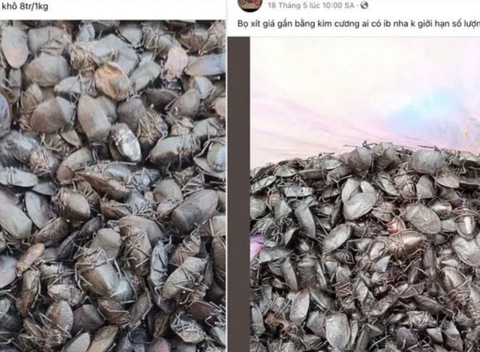 Thu mua bọ xít được đăng tải trên các hội nhóm.