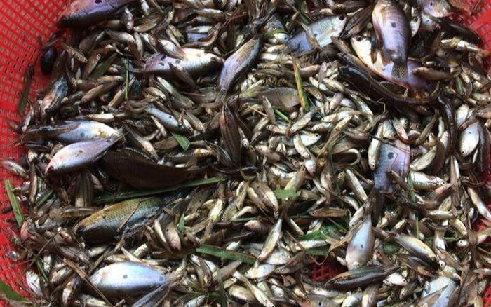 Loại cá đặc sản chỉ có ở An Giang, ai muốn ăn phải đặt trước, 100.000 đồng/kg Ảnh 2