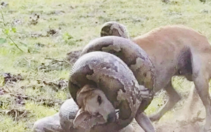 Khoảnh khắc này ngay sau khi xuất hiện trên mạng xã hội lập tức nhận được nhiều sự quan tâm của cộng đồng mạng.