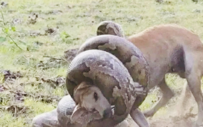 Trăn khổng lồ tấn công bất ngờ, chó nhà có màn né đòn thoát nguy ở phút 89 Ảnh 2