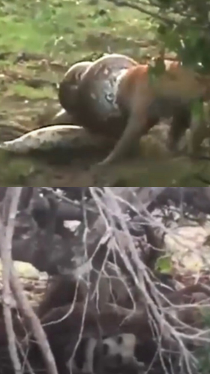 Con chó nhà đã thoát chết bất ngờ trong sự kiên cường chống chọi của mình.