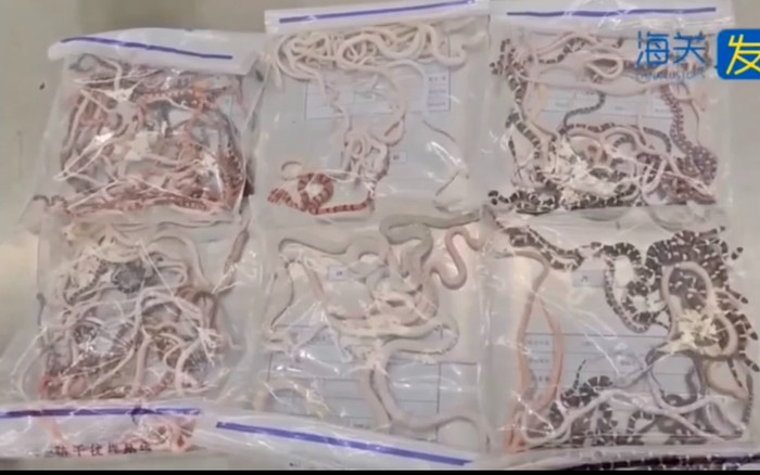 Người đàn ông giấu hơn 100 con rắn sống trong quần để buôn lậu, video kiểm tra gây ám ảnh Ảnh 2