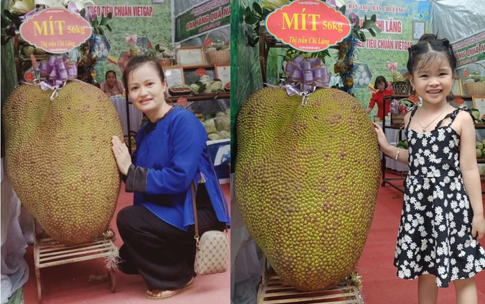 Trái mít khổng lồ 56 kg ở Lạng Sơn gây bão mạng xã hội Ảnh 2