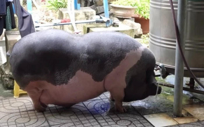 Mua con heo về làm thịt, người phụ nữ không nỡ ra tay và cái kết bất ngờ Ảnh 2