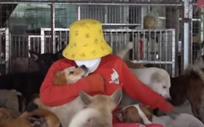 Người phụ nữ sẵn sàng chi 70 triệu đồng/tháng nuôi hơn 400 con chó mèo hoang Ảnh 2