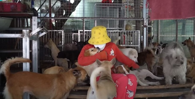 Chị Phương coi chó mèo như người thân, ân cần chăm sóc