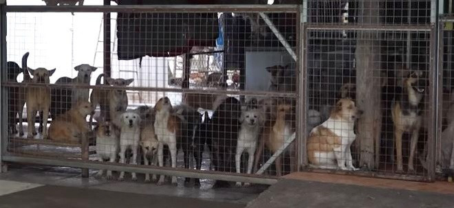 Đàn chó được chị Phương cưu mang và cứu sống