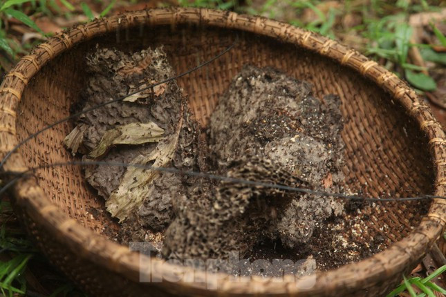 Trứng kiến béo nhất vào độ tháng 3 tháng 4 âm lịch