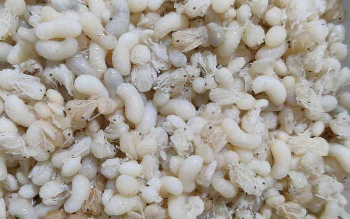 Đặc sản chỉ có ở Bắc Giang, nhìn kinh dị nhưng ăn một lần nhớ cả đời Ảnh 2