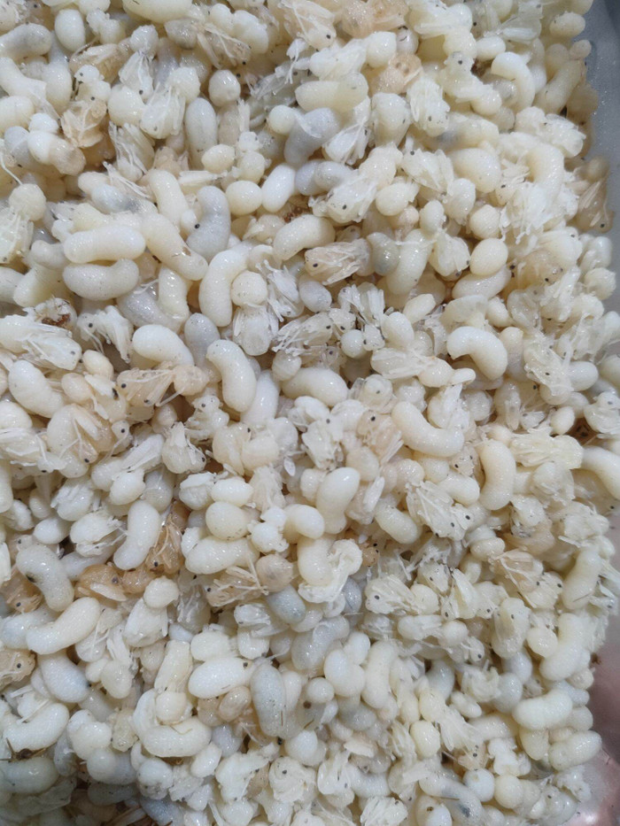 Dụng cụ để lấy trứng kiến là những chiếc rá to có buộc cán dài