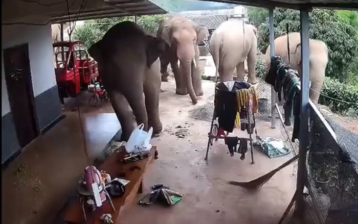 Hãi hùng đàn voi rừng “ghé thăm” nhà dân, làm một việc bất ngờ rồi bỏ đi Ảnh 2