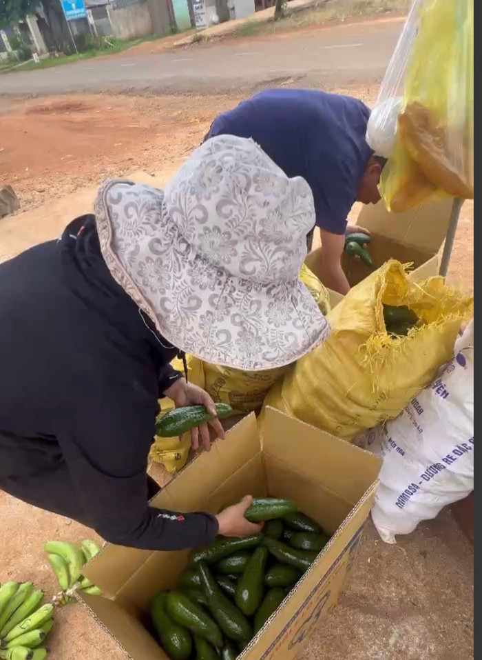 Mẹ Ngọc ở quê xếp bơ gửi lên cho con gái.