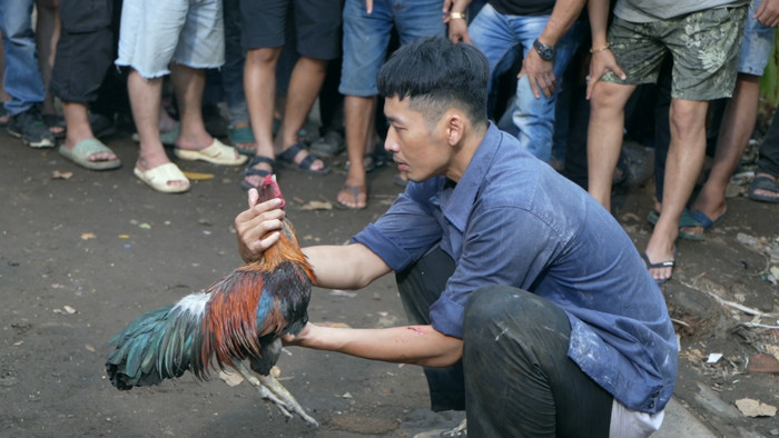 Tuấn Trần học chơi đá gà