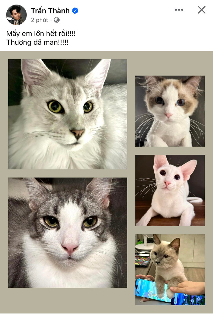 Trấn Thành khoe ảnh các 'con'.