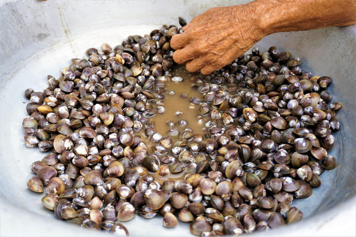 Khi may mắn, bà bắt được khoảng 2-3 kg hến, bán với giá 10.000 đồng/kg. 