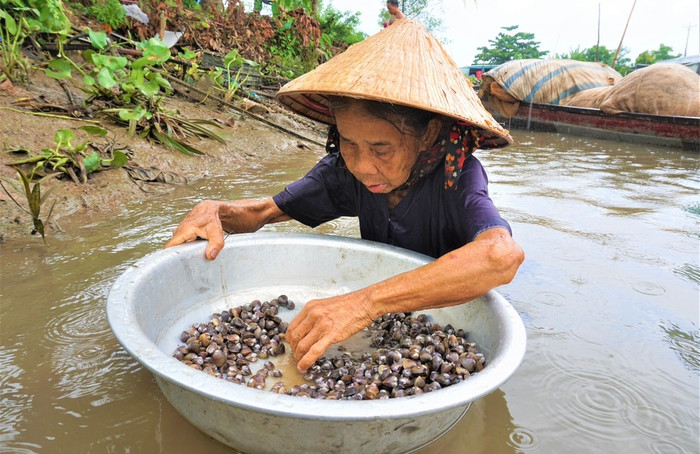 Mặc nắng mưa, mỗi ngày bà Ba đều đợi con nước ròng để xuống sông mò hến.