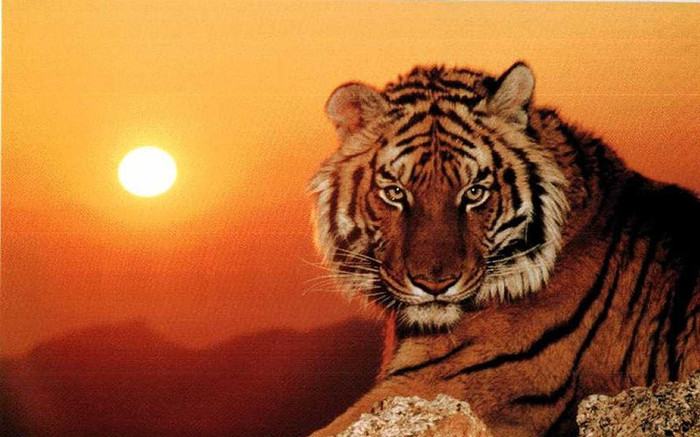 4 con giáp trời sinh gắn liền với may mắn, không phải lo nghĩ tiền bạc Ảnh 2