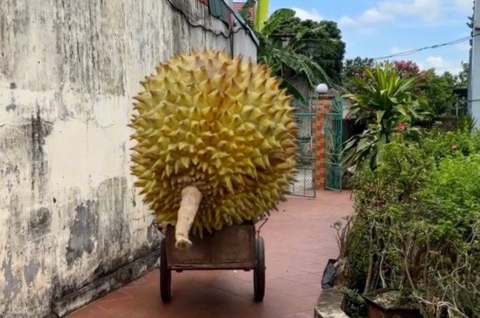 Bóc trần quả sầu riêng to bằng chiếc ô ô khiến dân tình kinh ngạc Ảnh 2
