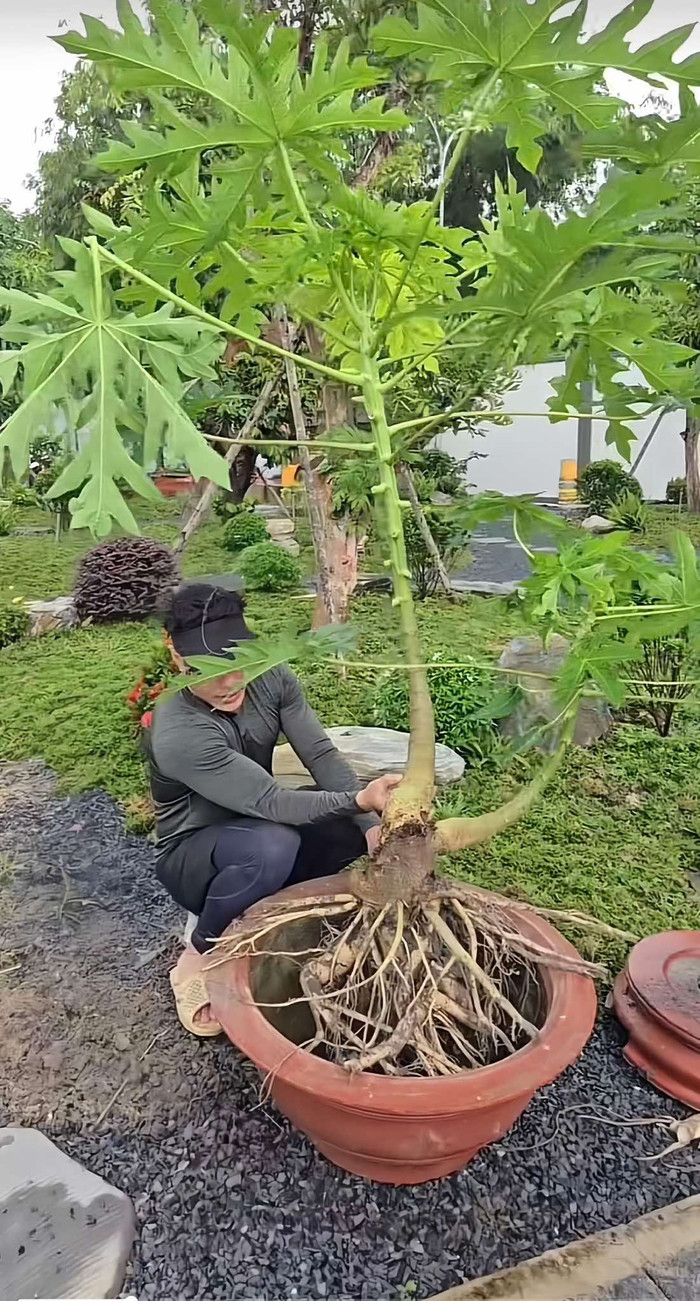 Lê Dương Bảo Lâm trồng cây đu đủ có dáng đẹp vào chậu. Nam diễn viên cho biết anh thích cây cối, nếu có thời gian là đi tìm những loại cây đẹp, độc lạ về trồng.