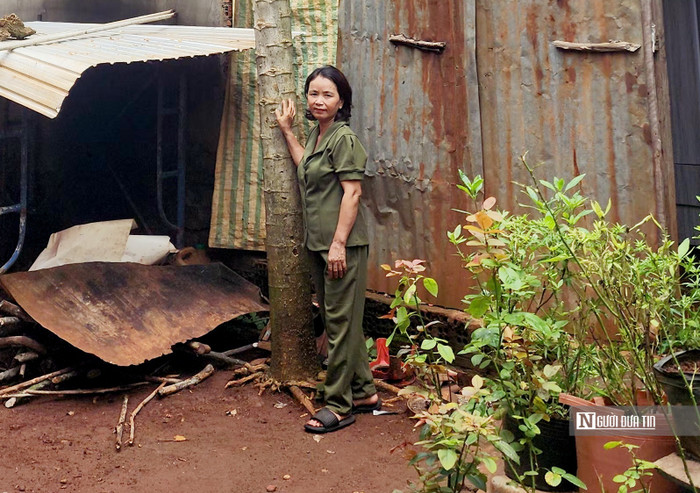 Độc lạ: Cây đu đủ cao 11m ở Bình Phước Ảnh 1