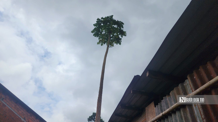 Cây đu đủ cao 11m ở Bình Phước. Ảnh: Người đưa tin