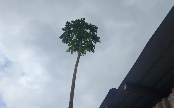 Độc lạ: Cây đu đủ cao 11m ở Bình Phước Ảnh 2