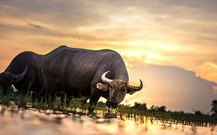 3 con giáp càng chăm chỉ càng giàu có trong tháng 8 Ảnh 2