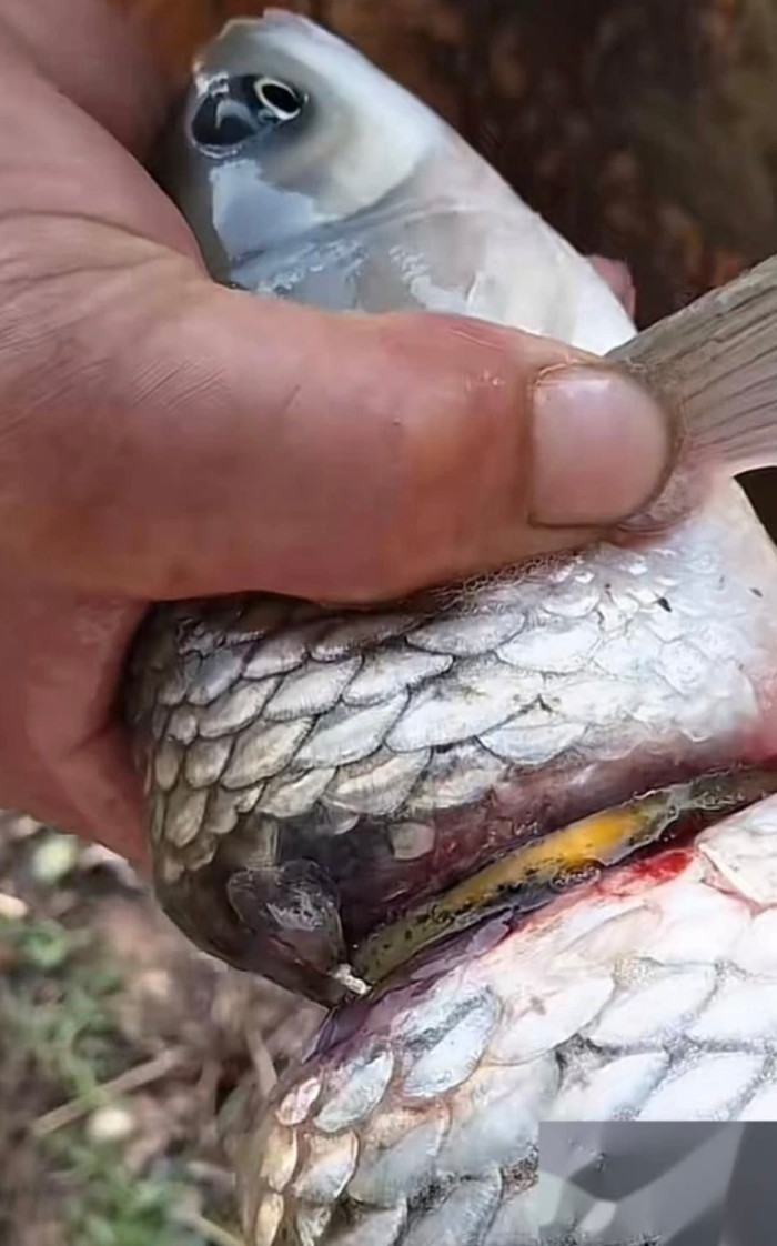 10 năm câu cá, người đàn ông câu được cá trắm đeo 'lắc vàng' Ảnh 1