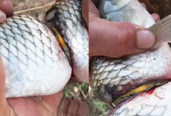 10 năm câu cá, người đàn ông câu được cá trắm đeo 'lắc vàng' Ảnh 2