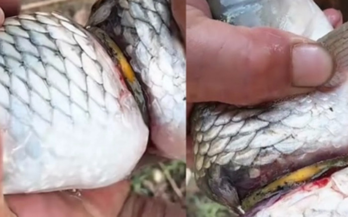 10 năm câu cá, người đàn ông câu được cá trắm đeo 'lắc vàng' Ảnh 2