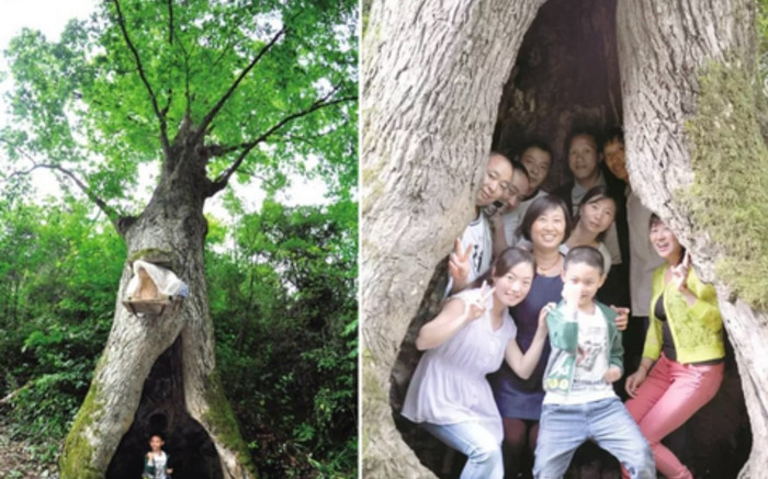 Độc lạ: Cây cổ thụ 400 năm tuổi có thể dự báo thời tiết chính xác Ảnh 2