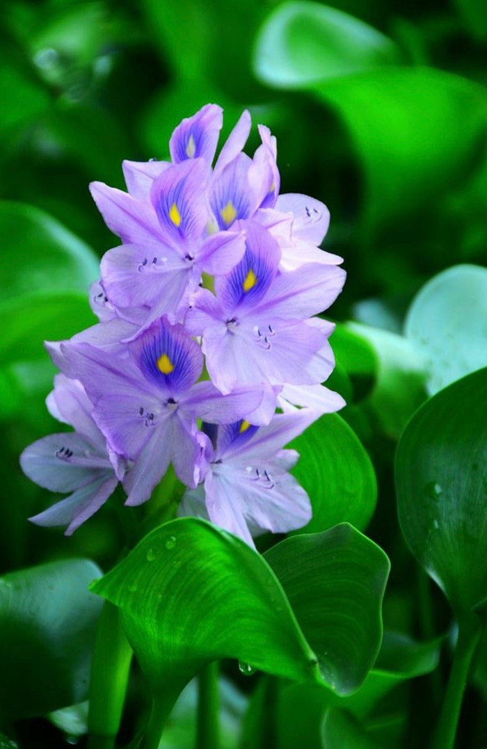 Loài cây mọc hoang, người Việt vứt bỏ không tiếc hoá ra là thuốc quý đắt đỏ với công dụng bất ngờ Ảnh 2