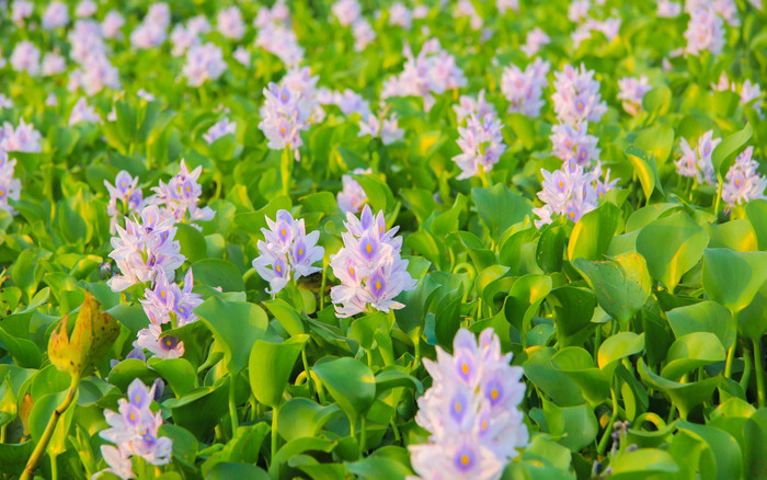 Loài cây mọc hoang, người Việt vứt bỏ không tiếc hoá ra là thuốc quý đắt đỏ với công dụng bất ngờ Ảnh 2