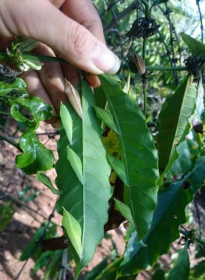 Nhộng sâu muồng là món đặc sản vùng Tây Nguyên
